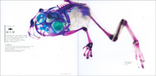 [新世界]透明標本~New World Transparent Specimen~