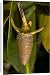Canvas Prints of ROG-12158 Red mangrove - in fruit, this develops and germinates on the tree, from Ardea Wildlife Pets