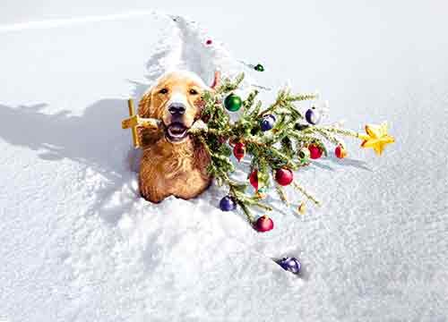 Avanti Press Christmas Cards, Retrieving the Tree, Count of 10 (27519)