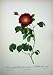 1956 Roses Flowers Rosa Gallica Maheka Purple Green