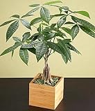 Braided Money Tree
