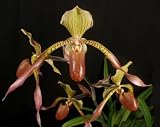 Lady Slipper Orchid Plant Paphiopedilum Julius