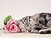 American Shorthair Kitten Sleep - 18