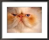 Close-up of a Flame Point Himalayan Cat Framed Art Poster Print by Frank Siteman, 22x18