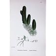 COMMON HORNWORT BOTANY PLANTS c1902 CERATOPHYLLUM