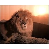 Ron Kimball Lion Sunset Art Print POSTER wild animal