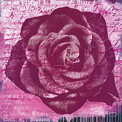 Eurographics ANF2004 Anna Flores, Purple Rose 70 x 70 cm, Hochwertiger Kunstdruck - Rosen