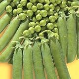 Ambassador Peas - 300 Seeds - Huge, Tasty Crops!