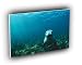 seal sea lion encounter A2 Large Canvas