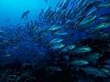 A School of Fish Find Protection in Numbers as They Swim over a Reef Photographic Poster Print, 16x12