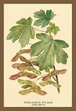 Field Maple Foliage and Fruit 12x18 Giclee on canvas 41LbIQVhr L. SL160 Field Maple Foliage and Fruit 12x18 Giclee on canvas