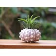 BUY : Air Plant Tillandsia Sea Shell Terrarium Beautiful Houseplant or Beach Wedding Favor By Hinterland Trading