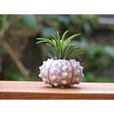 Air Plant Tillandsia Sea Shell Terrarium Beautiful Houseplant or Beach Wedding... by Hinterland Trading
