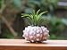 Air Plant Tillandsia Sea Urchin Terrarium Beautiful Houseplant or Beach Wedding Favor By Hinterland Trading