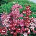 Penstemon Mixed Colours by Mr Fothergills
