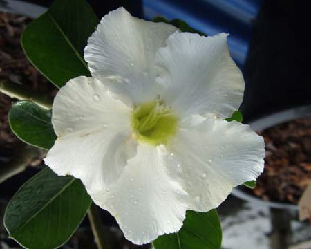 Adenium obesum - Wüstenrose - weiße Blüte - 5 Samen #045