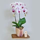 ���i�̏ڍ�