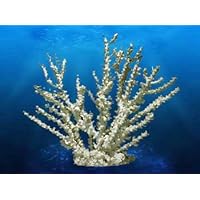 Synthetic Coral Deep Blue Professional Replica Black Octopus 20x6x18inches