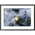 Yellow Maple Leaf on Rock in Rapids Scenic Framed Photographic Poster Print, 29x21