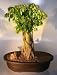 Bonsai Boy's Ficus Banyan Bonsai Tree<br><i>(ficus orientalis)</i> Bonsai Boy's Ficus Banyan Bonsai Tree<br><i>(ficus orientalis)</i>