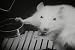 1940s Lab Rats & Rodent Psychology Science Experiment Films DVD: Rodent, Mouse & Anim...
