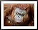 Orang-Utan in Zoo, Taman Safari Indonesia, Surabaya, Indonesia Lonely Planet Collecti...