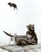 Cat and Mouse Art Poster Print, 10x12