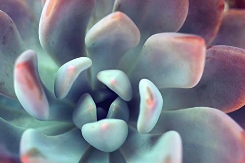 Assorted Succulent Cards-Set of 5