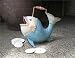 Fish Watering Can
