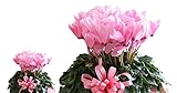 シクラメン 鉢植え ６号鉢 花 淡いピンク お歳暮 冬ギフト