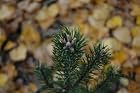 Pinus Uncinata 'Silver Candles'- Silver Candles Mountain Pine- Pot Size #1 Gal. - Rare - NEW
