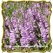 Obedient Plant (Physostegia virginiana) Jumbo Wildflower Seed Packet (400)