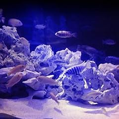Aquarium MONDLICHT 9 LED Beleuchtung BLAU Licht Leuchte