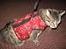 Kitty Holster Cat Harness - S/M Black