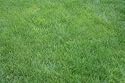 K9 Yard Patch- Super Fast Grass Repair 250SF of lawn!! Dog Urine, Salt, Disease, Heavy Traffic, or Just Plain Neglect.