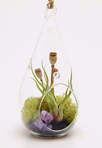 Air Plant Terrarium Kit with Purple Amethyst Crystal / Midnight Forest / Teardrop Glass Kit