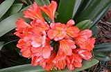 WideLeaf Orange Clivia 5 Seeds - House Plant