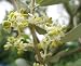 Olive Tree Flowers - 24