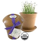 Rice Hull Garden - Garlic Chives