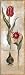 Tulipa Violoncello IV - Joseph Augustine Art Print Poster 12 x 36