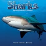 Sharks  2013 Wall Calendar