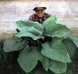 'T-Rex' Hosta - Largest Leaved Hosta in the World!