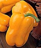 Yellow Sweet Pepper - 115 Seeds - GARDEN FRESH PACK!