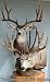 Deer Mounts Muley Taxidermy 26-28