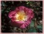 Erfurt (Rosa Hybrid Musk) - Bare Root Rose