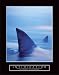 Intimidation Shark Fin Funny Motivational Poster/Print