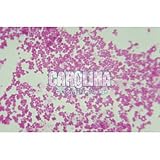 Bacteria Types Self Study Kit