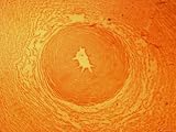 Umbilical Cord X4 Cross Section Photographic Poster Print, 16x12