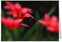 Edle Foto-Gru&szlig;karte - Wilde Tulpen, Faltkarte mit Kuvert