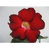 9GrenBox - Adenium Desert ROSE Black Fire House Plant Bonsai